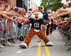 Tiger Walk Fashion