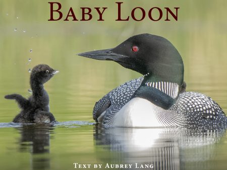 Baby Loon For Cheap