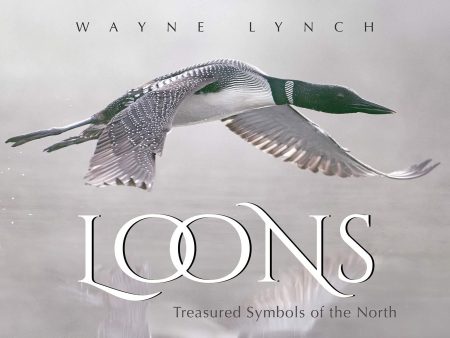 Loons: Treasured Symbols of the North Sale