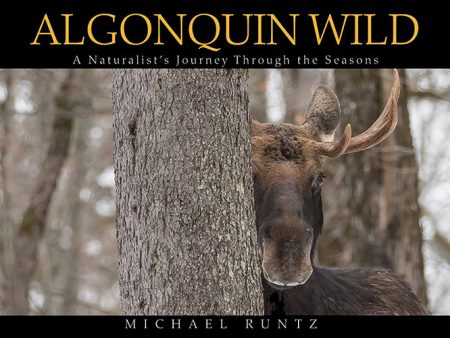 Algonquin Wild For Sale